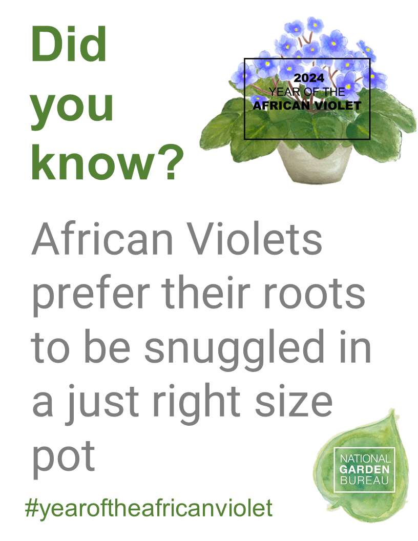 Year of the African Violet National Garden Bureau