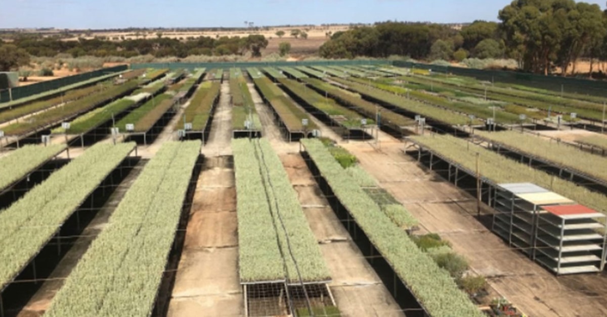 Chatfield's Tree Farm NGIWA