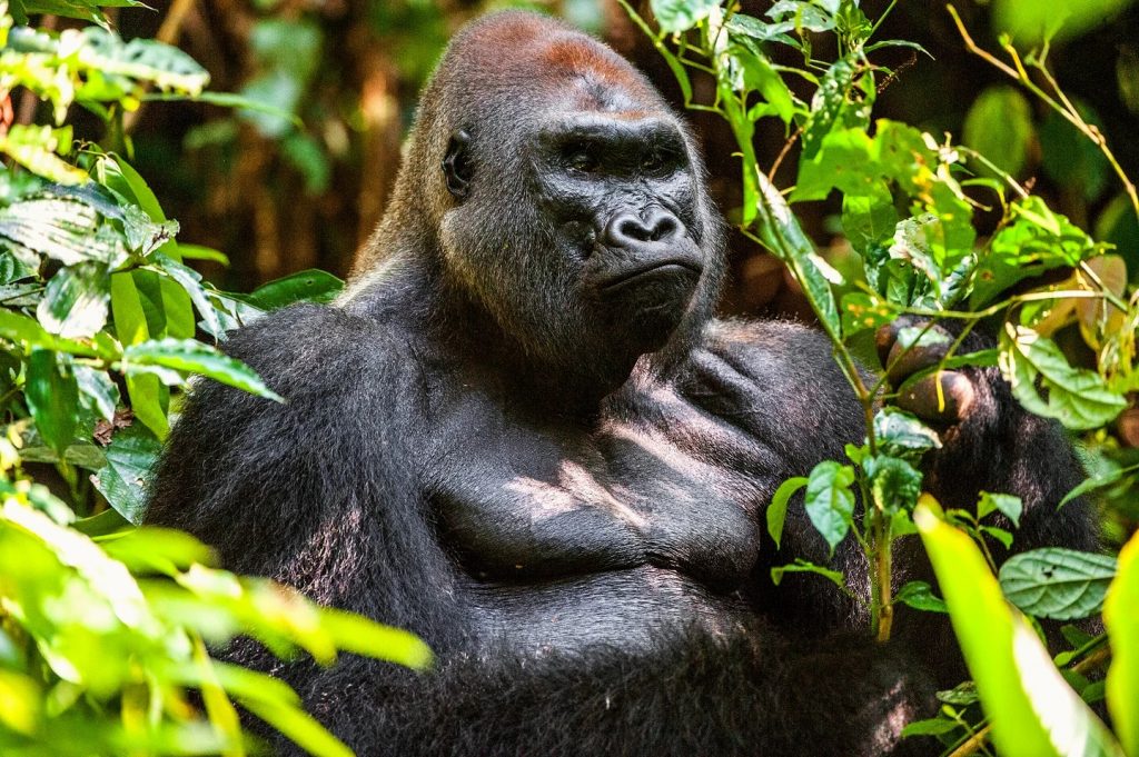 Best Countries to see gorillas in the wild Uganda Safaris Gorilla