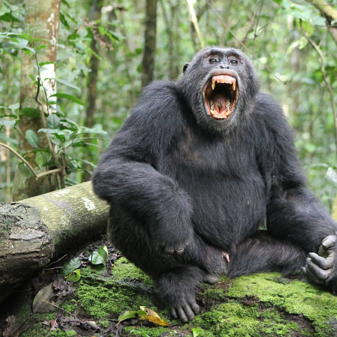 Travelling from UK to Uganda travel restrictions Uganda Safaris