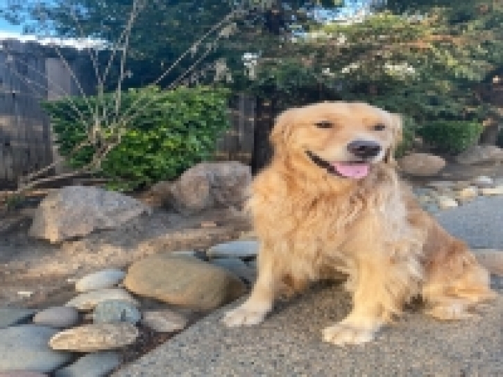NORCAL Golden Retriever Rescue Detail Dog