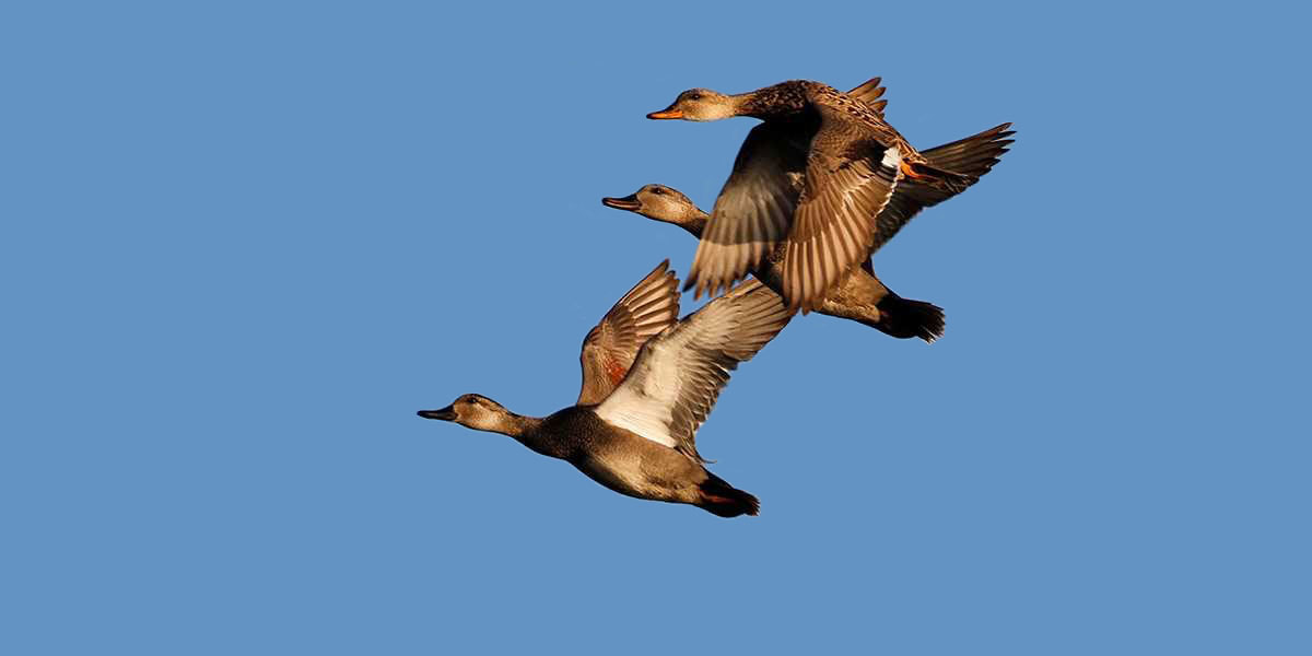 Outdoor Illinois Journal Illinois Waterfowl Set for Improvement