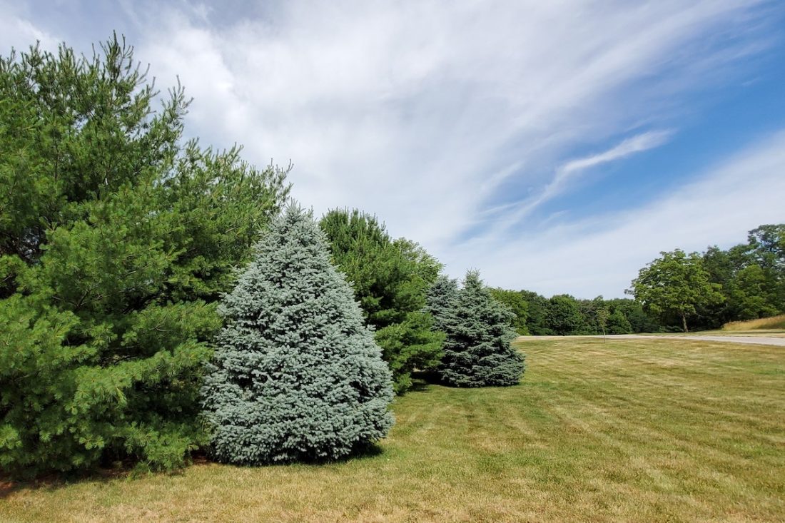 Outdoor Illinois Journal Native Conifers for Windbreaks?