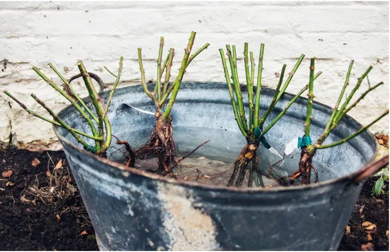Planting a bare root shrub rose; stepbystep guide National Garden