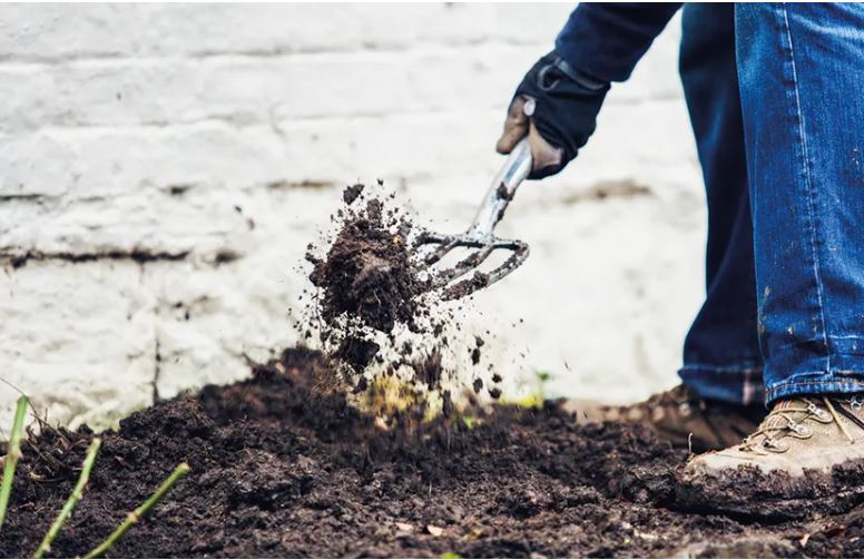 Planting a bare root shrub rose; stepbystep guide National Garden