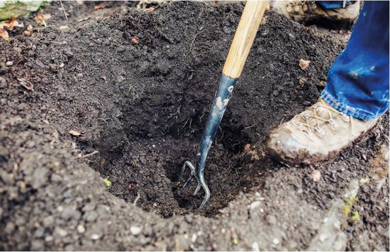 Planting a bare root shrub rose; stepbystep guide National Garden