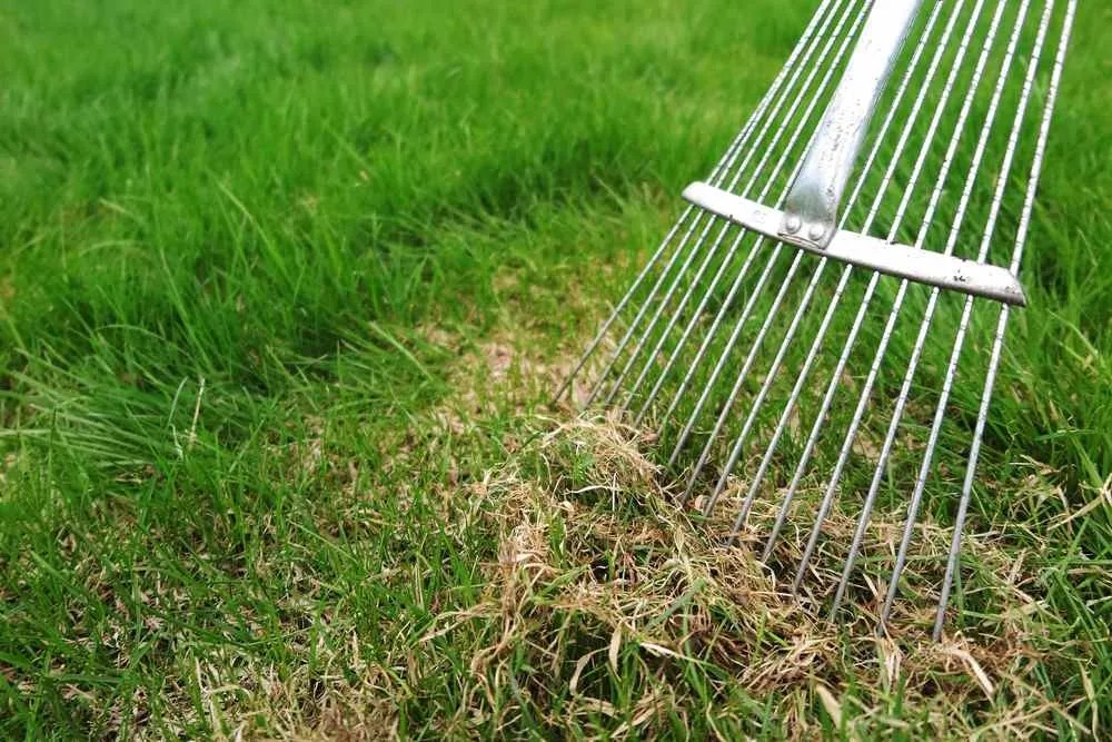 Is Thatch Choking Your Lawn? Check Before Your Lawn Suffers - NG Turf