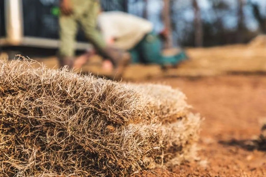 Complete Guide to Installing Sod in Winter NG Turf One Year Warranty