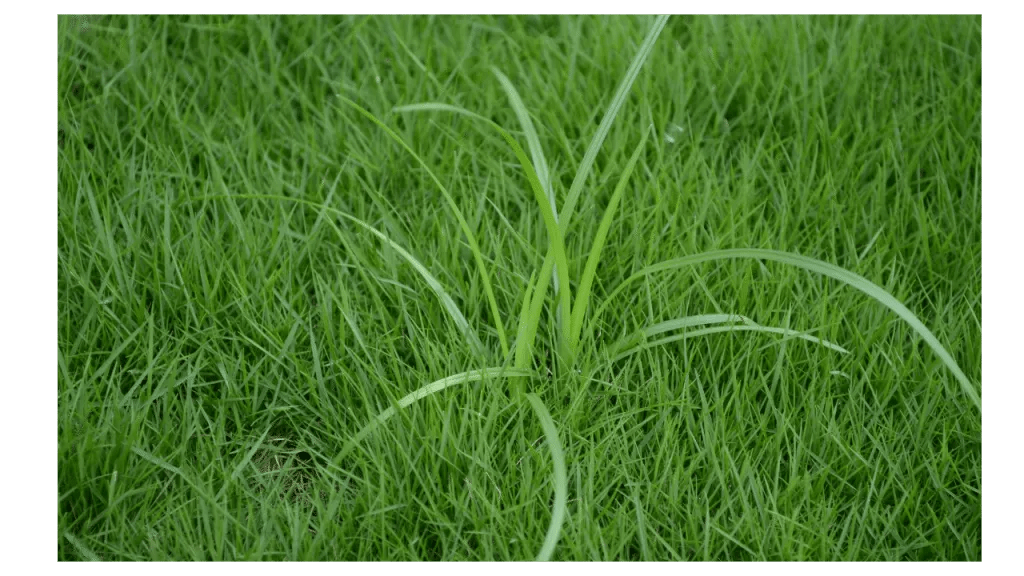 Controlling Nutsedge In Lawns NG Turf