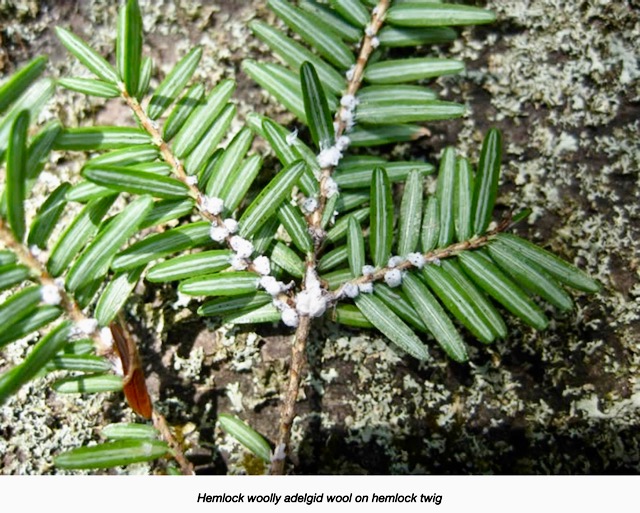 Firewood “Burn local” to fight invasive species NGXchange