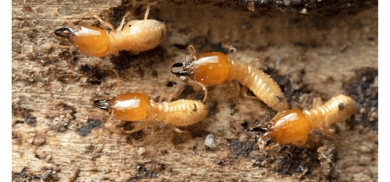 Real Estate Pest Inspection for VA Loans Greater NH Pest Control