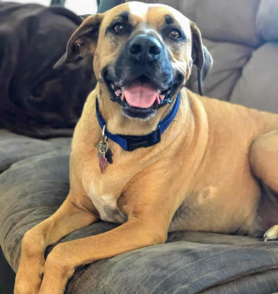 Tucker ADOPTED New Hope Animal Rescue, Austin TX