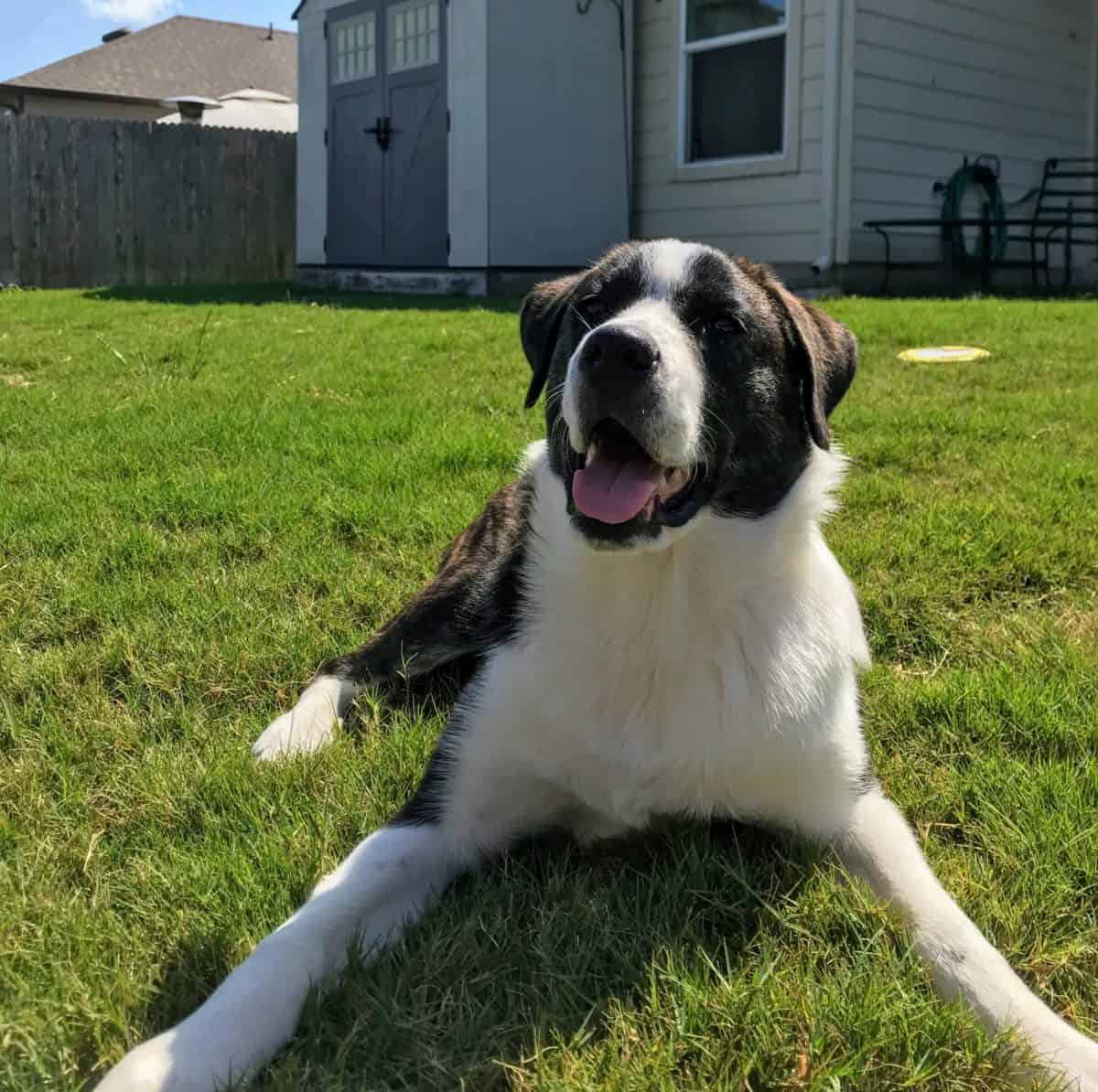Great Pyrenees Australian Shepherd Mix Puppies Pyrenees Australian Shepherd Mix Puppy New Hope
