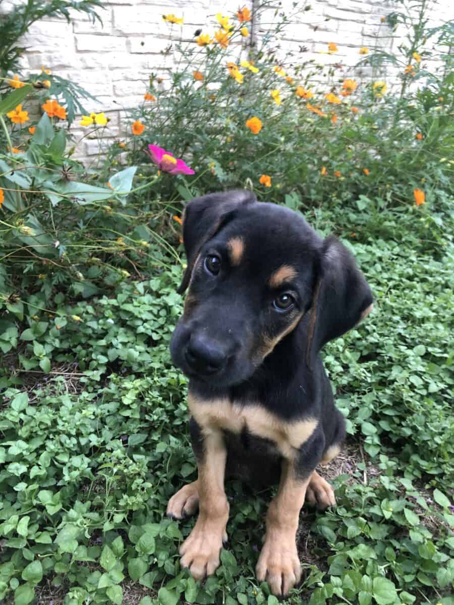 Rescue SiggyAdopted New Hope Animal Rescue, Austin TX