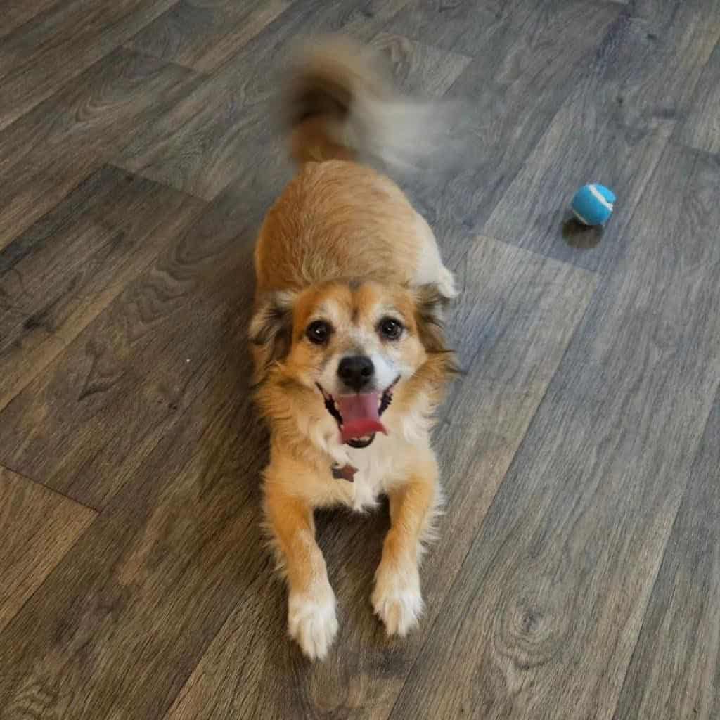 Rescue PeanutAdopted New Hope Animal Rescue, Austin TX