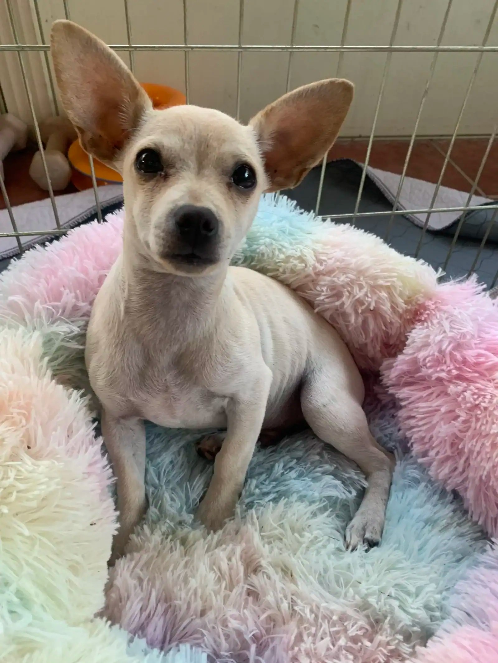 Rescue ScreechAdopted New Hope Animal Rescue, Austin TX