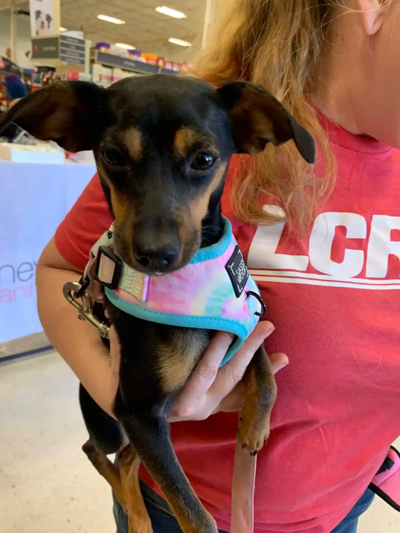 Rescue WeezieAdopted New Hope Animal Rescue, Austin TX