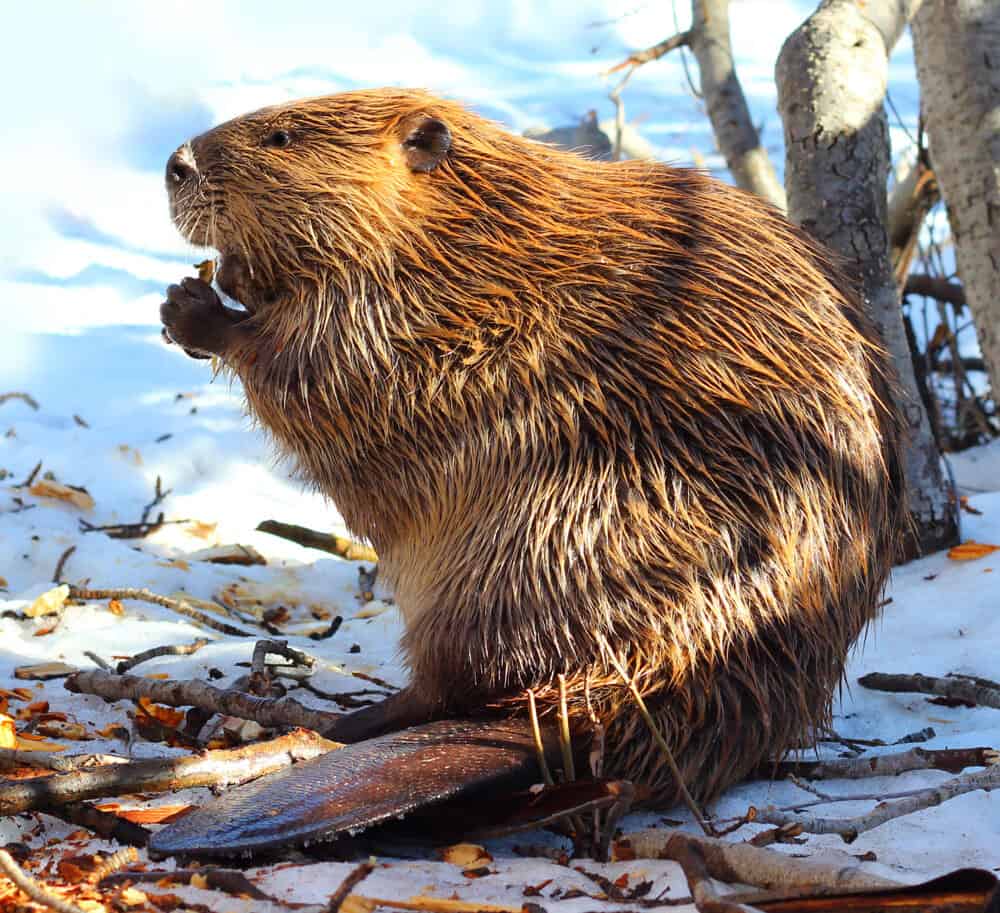 Beaver,(north,American) — New Hampshire Animal Rights League