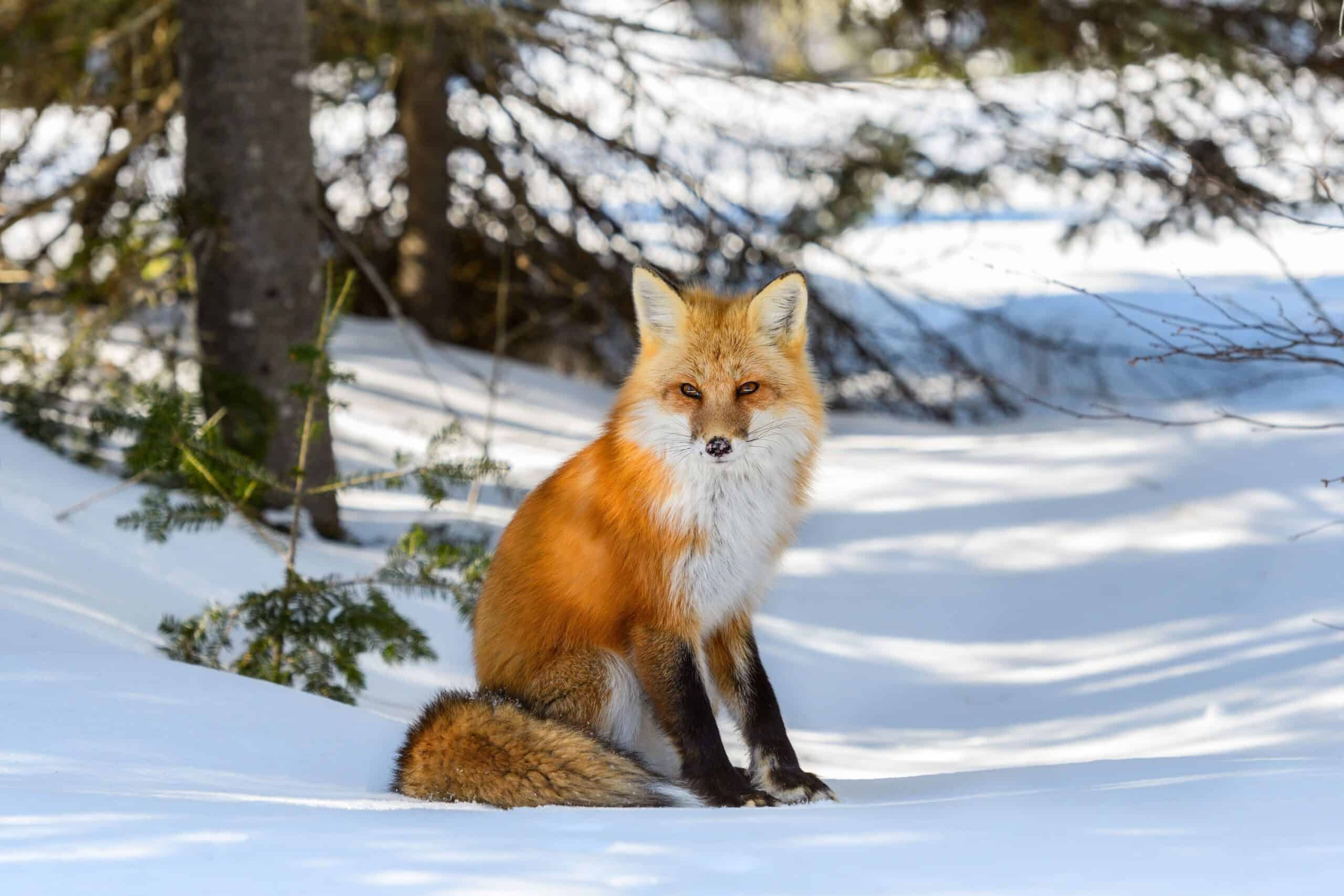 red fox — New Hampshire Animal Rights League