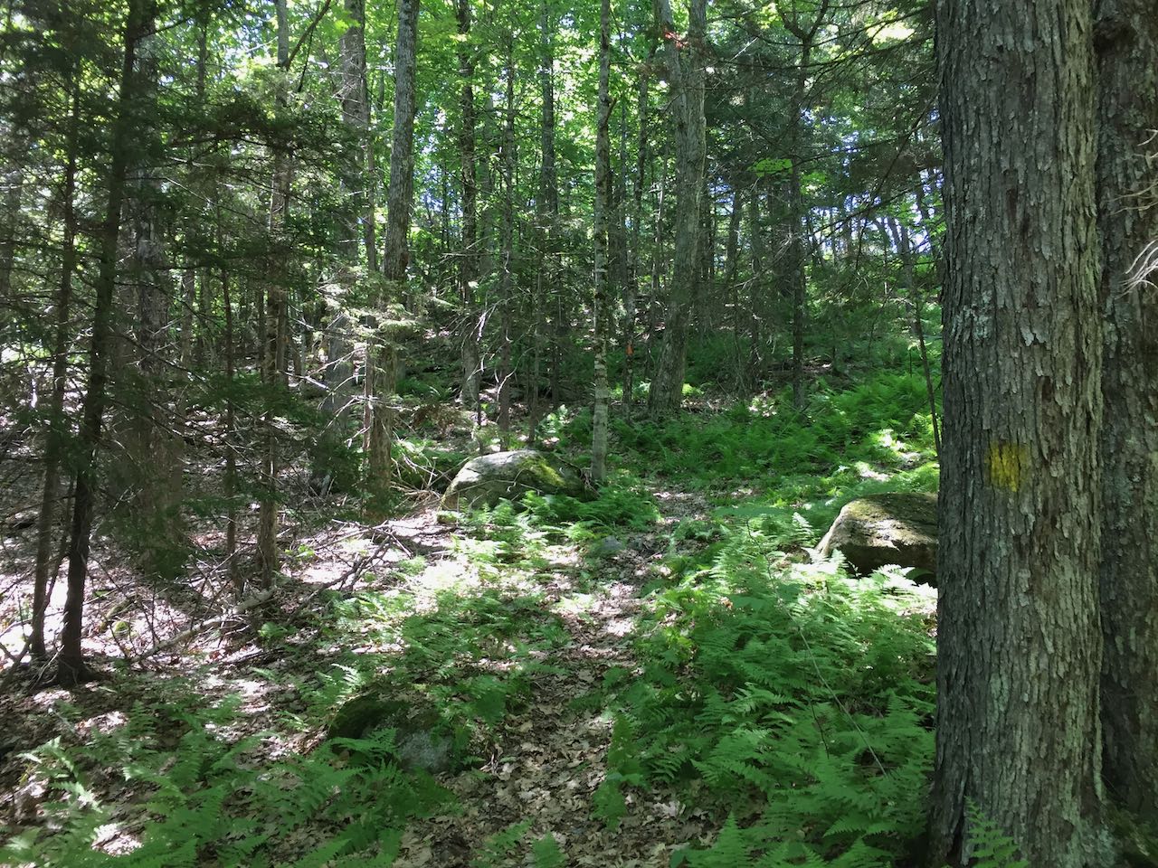Pitcher Hill NH Family Hikes