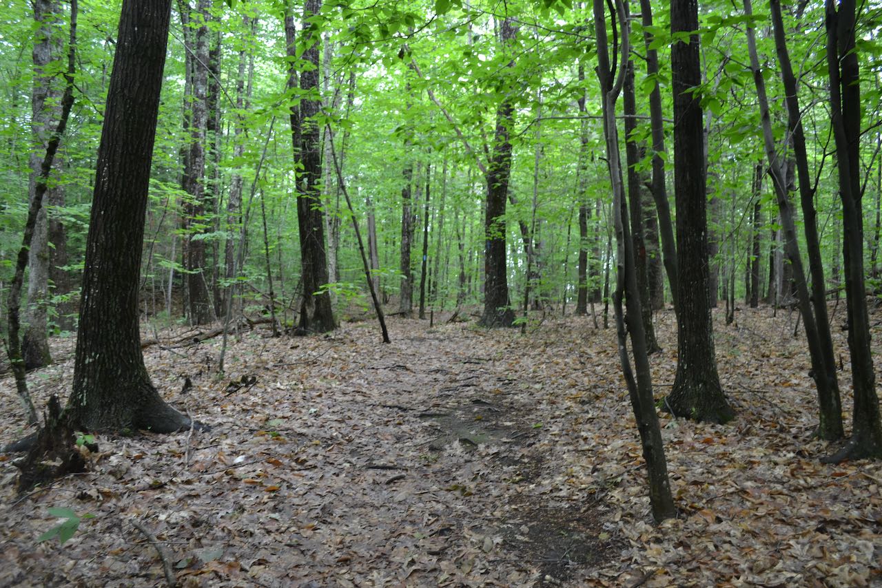 Weeks Woods NH Family Hikes