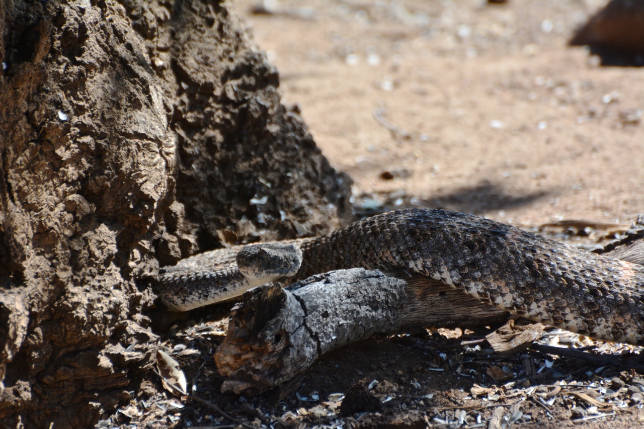 Rattlesnake waits for Prey NaturalistNotebook