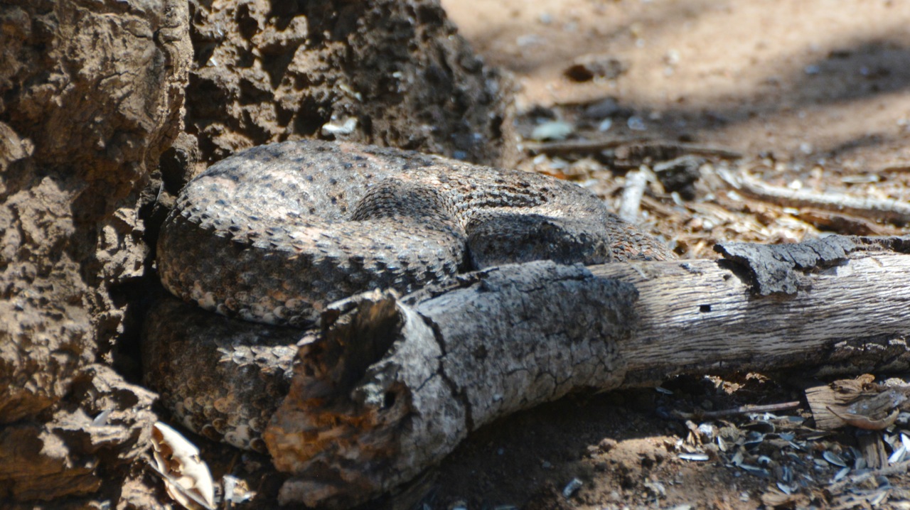 Rattlesnake waits for Prey NaturalistNotebook