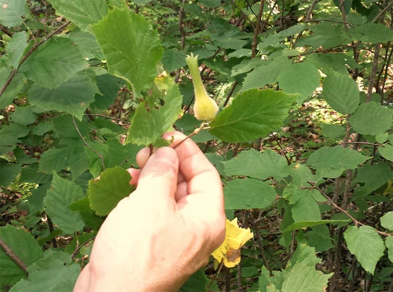 Wild Edible and Medicinal Plants of New England NH Outdoor Learning