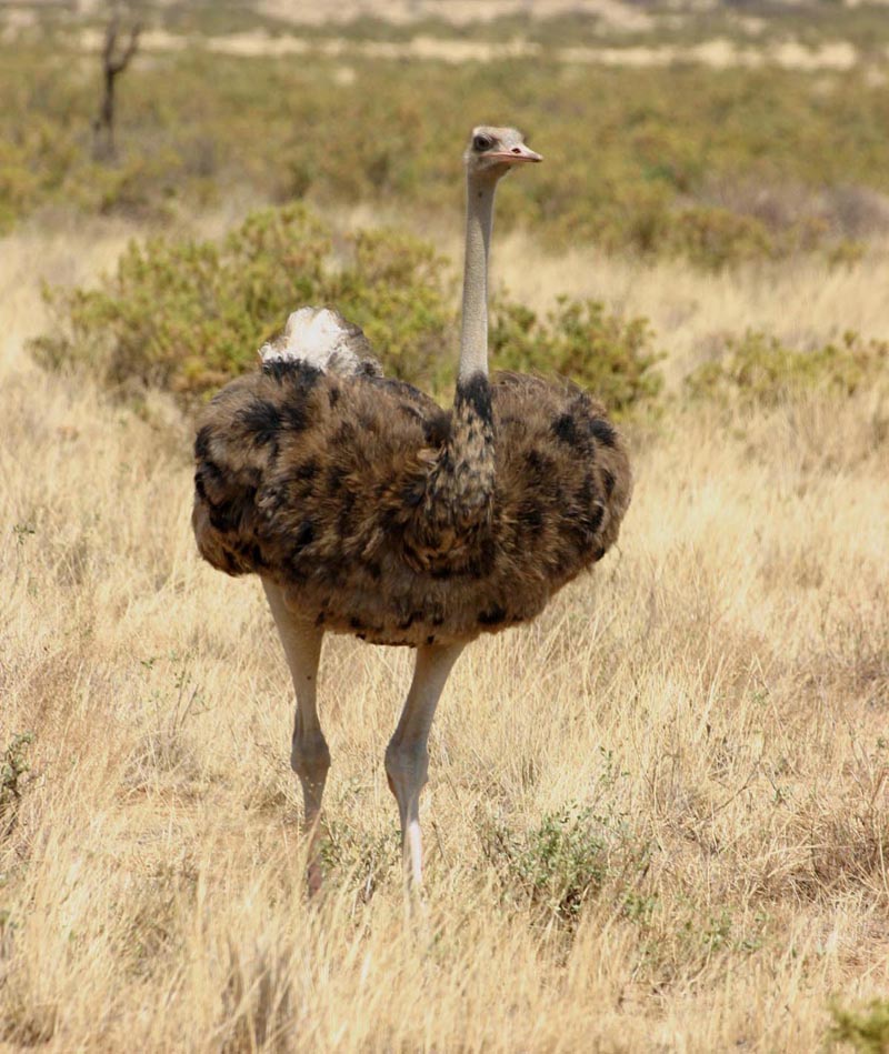 Struthionidae ostriches photo galley Wildlife Journal Junior