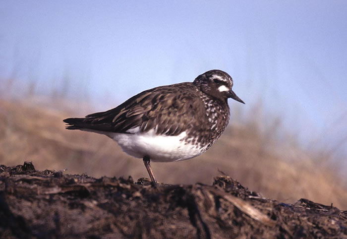 Black Turnstone Arenaria melanocephala Wildlife Journal Junior