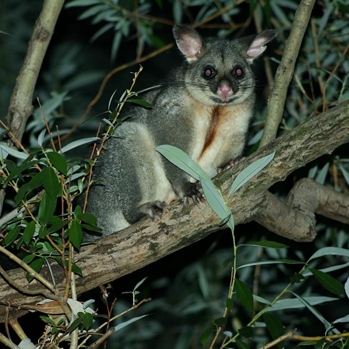 Phalangeridae brushtail possums, cuscuses Wildlife Journal Junior