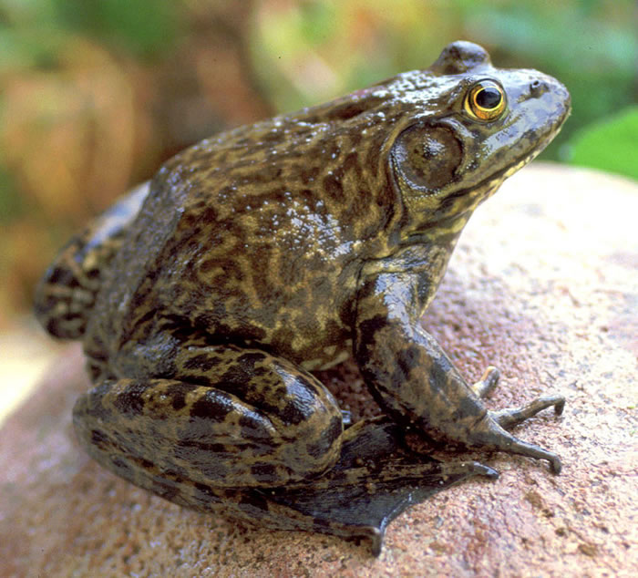 Bullfrog Rana catesbeiana Wildlife Journal Junior