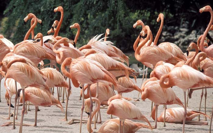 Phoenicopteriformes - flamingos | Wildlife Journal Junior