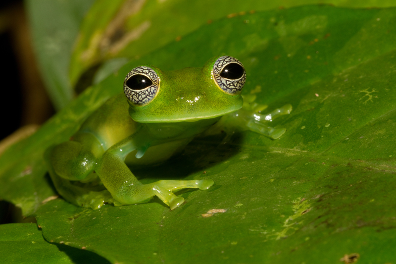 Centrolenidae Glass Frogs Wildlife Journal Junior