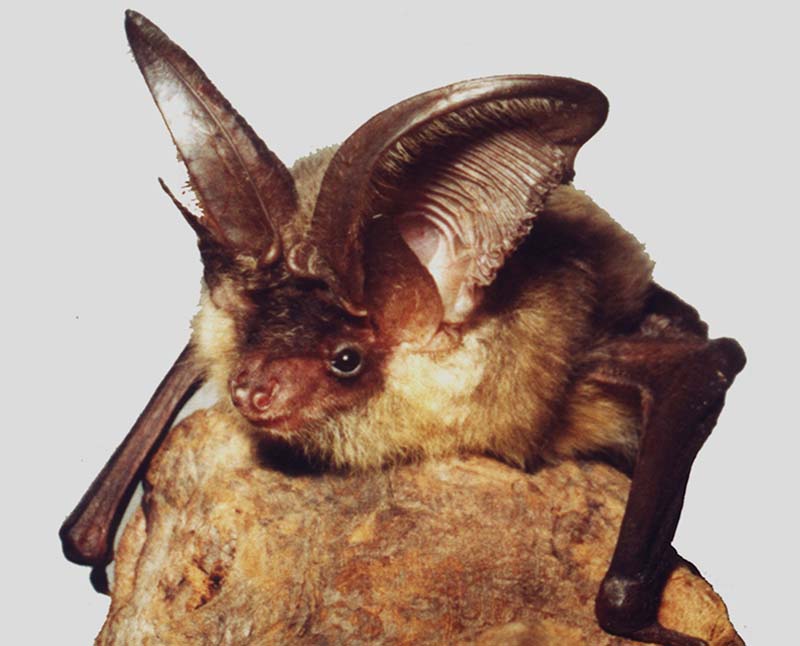 Vespertilionidae evening bats, vesper bats Wildlife Journal Junior