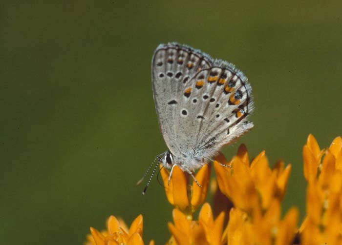 Karner Blue Butterfly Lycaeides melissa samuelis Wildlife Journal