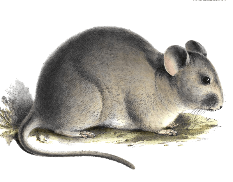 Chinchilla Rodents Wildlife Journal Jr