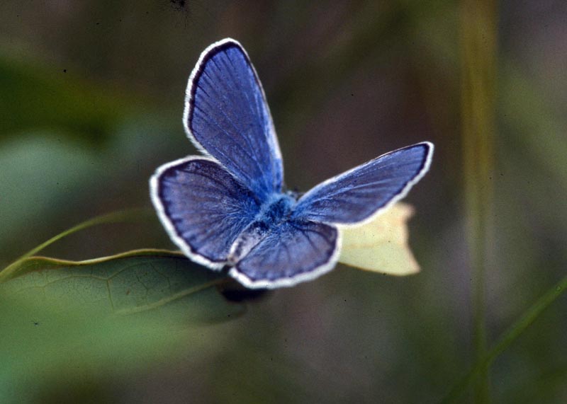Lycaenidae Blues, Coppers, Hairstreaks, Harvesters Wildlife Journal