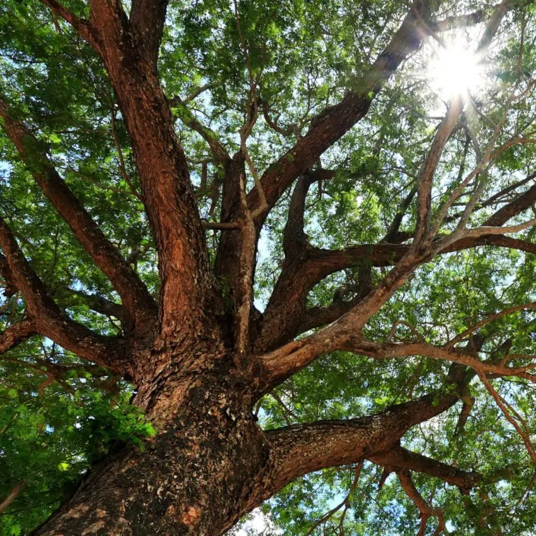 Benefits of trees and woodland on NHS estate valued at thousands of