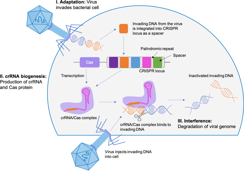 The Forefront of a Revolution The Applications of CRISPRCas9