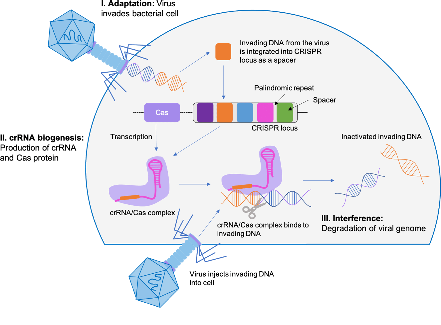 The Forefront of a Revolution The Applications of CRISPRCas9
