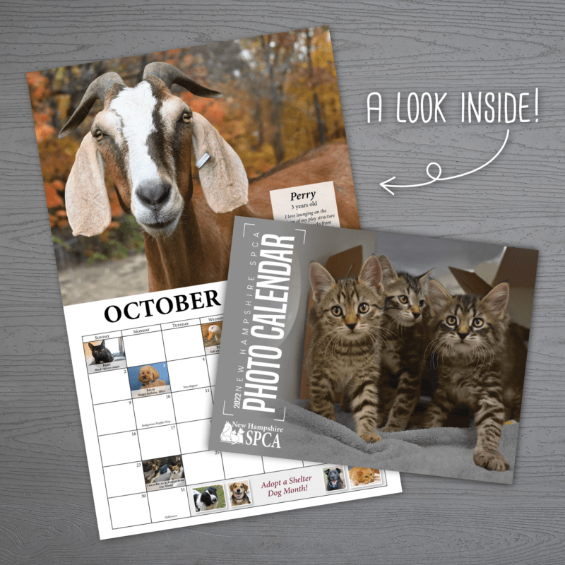 spca summer camp 2023 NHSPCA Homeward Bound Online Shop