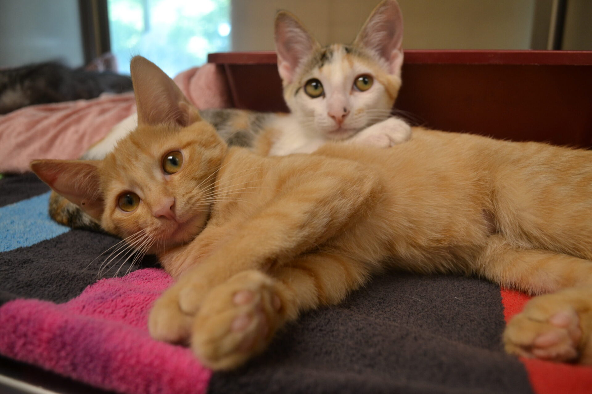 LowCost Spay/Neuter Clinics NHSPCA