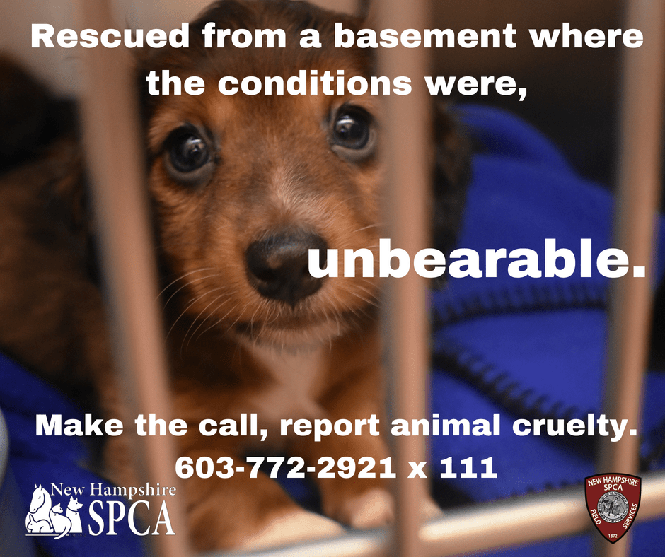 Animal Cruelty Awareness NHSPCA