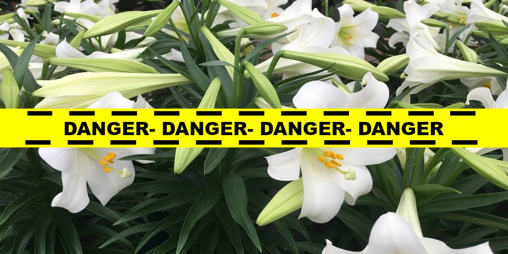 Keep Lilies Away From Cats NHSPCA