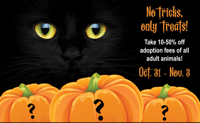Halloween Events Nh 2023 Meowloween Adoption Event