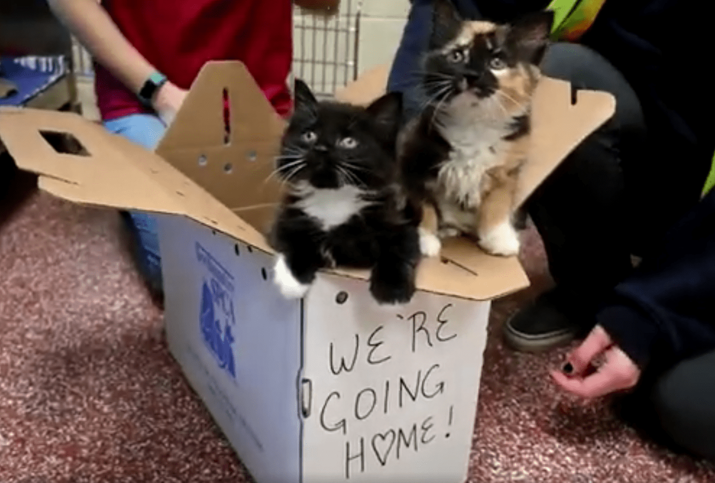 Virtual Adoption Option NHSPCA