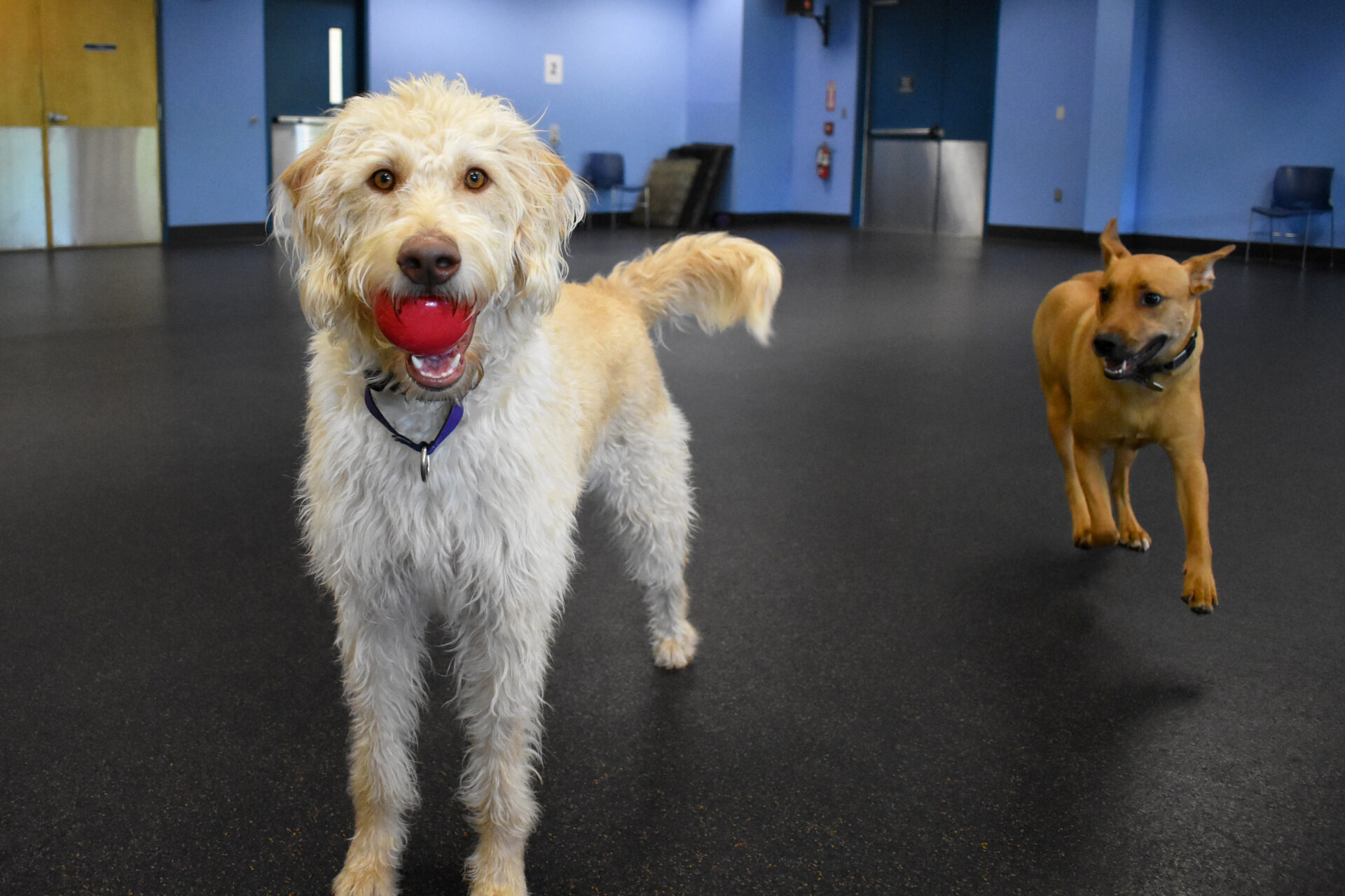 November Medium Dog Playgroup NHSPCA