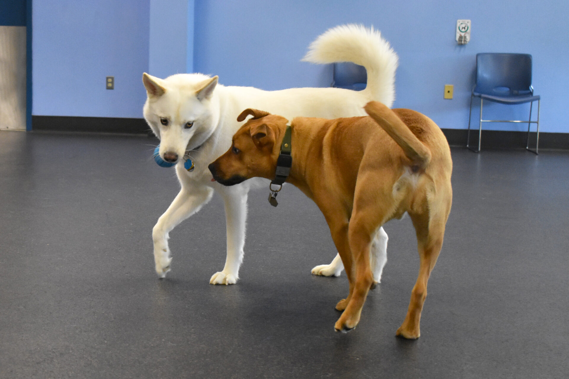 January Large Dog Playgroup NHSPCA