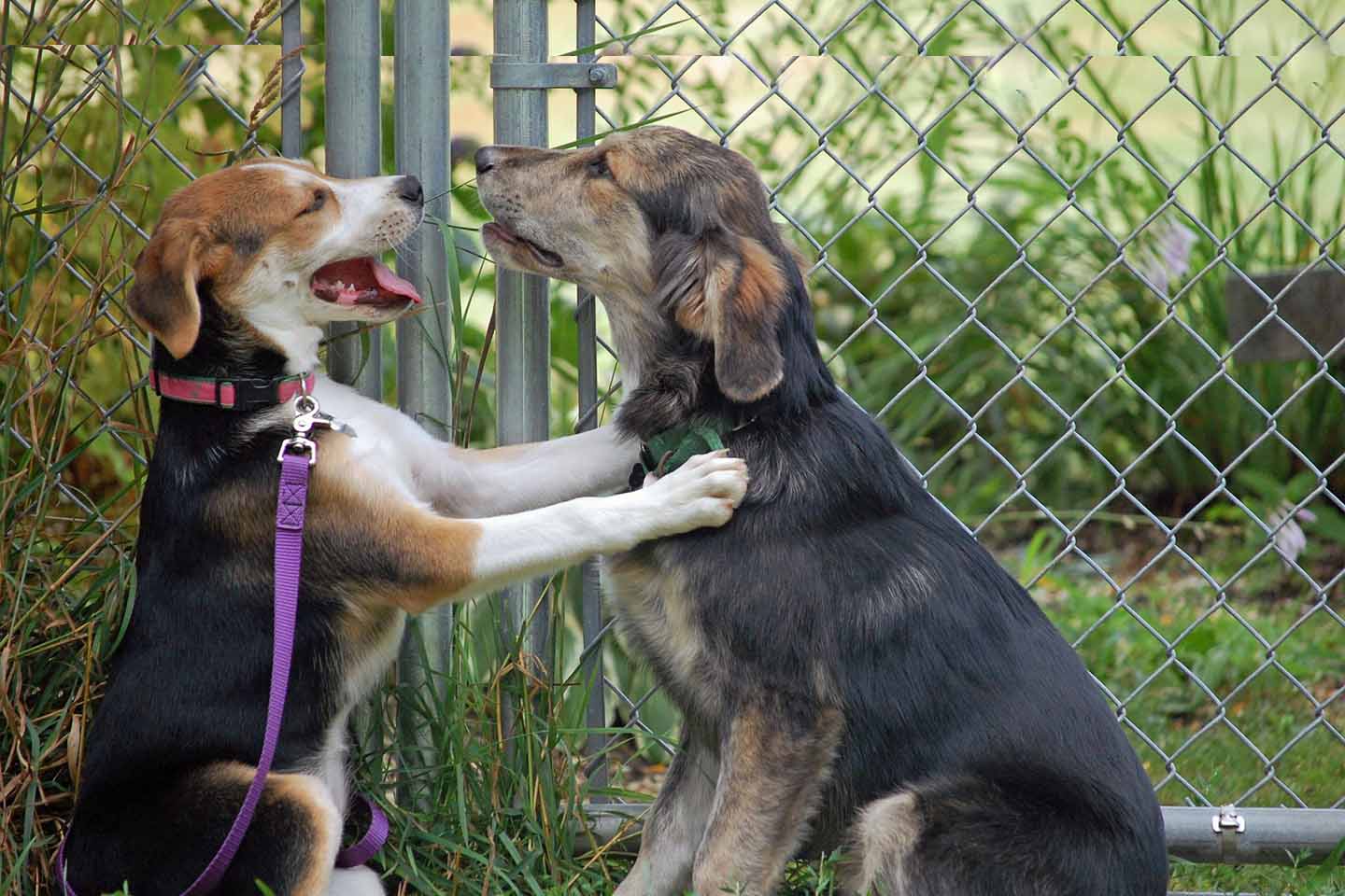 Contact the NHSPCA NHSPCA